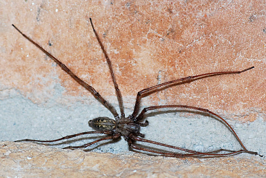 Tegenaria sp.